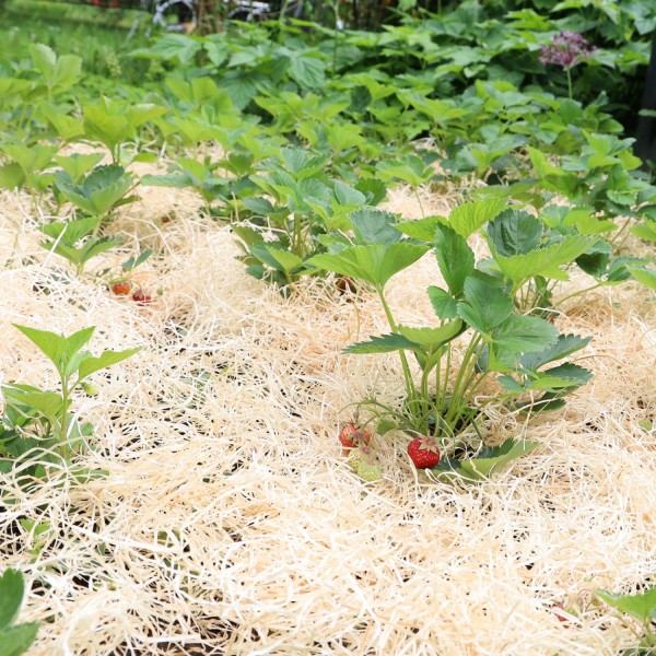 Garten- & Erdbeerholzwolle | unbehandelte Holzwolle für Ihren Garten