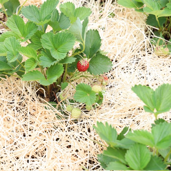 Garten- & Erdbeerholzwolle | unbehandelte Holzwolle für Ihren Garten