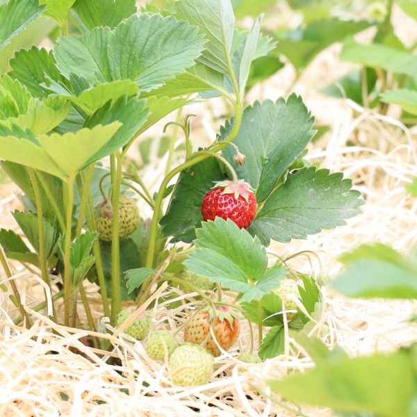 Garten- & Erdbeerholzwolle | unbehandelte Holzwolle für Ihren Garten
