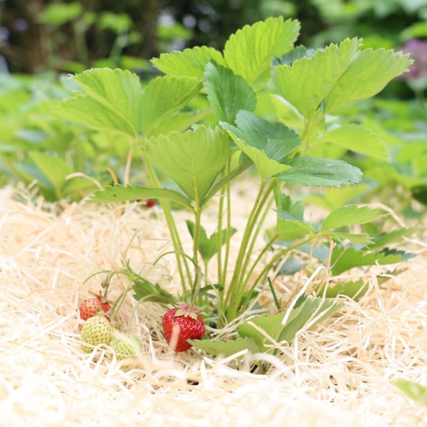 Garten- & Erdbeerholzwolle | unbehandelte Holzwolle für Ihren Garten