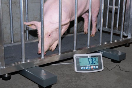 Palettenwaage Wiegebalken UFA