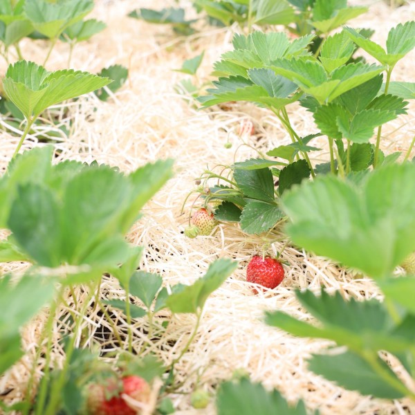 Garten- & Erdbeerholzwolle | unbehandelte Holzwolle für Ihren Garten