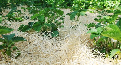 Garten & Erdbeerholzwolle