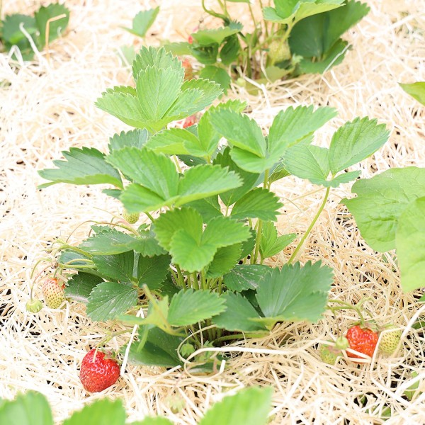 Garten- & Erdbeerholzwolle | unbehandelte Holzwolle für Ihren Garten